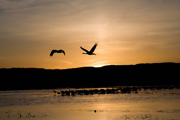 istock Two Sandhill Cranes flying at sunrise 91699008
