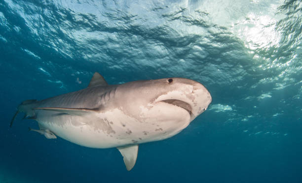 istock Tiger shark at Bahamas 916990174