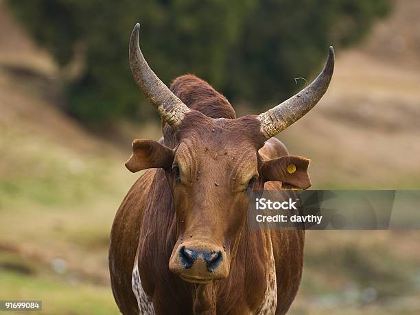 Zebu - zdjęcia stockowe i więcej obrazów Bydło domowe - Bydło domowe, Bydło zebu, Afryka