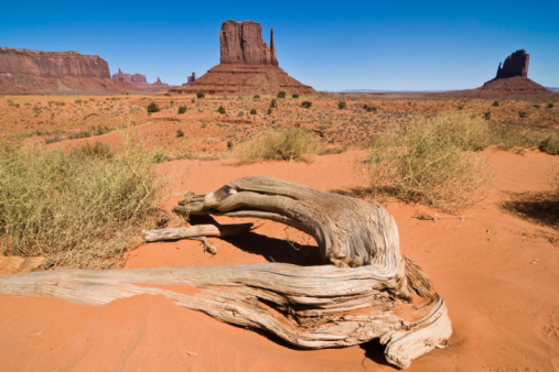 Towering sand stone buttes and a lonely tree seen at Monument Valley during a crisp and fresh summer day with blue sky and light clouds. Located on the Arizona and Utah border, USA.