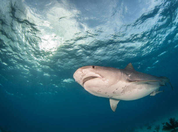 istock Tiger shark at Bahamas 916994414