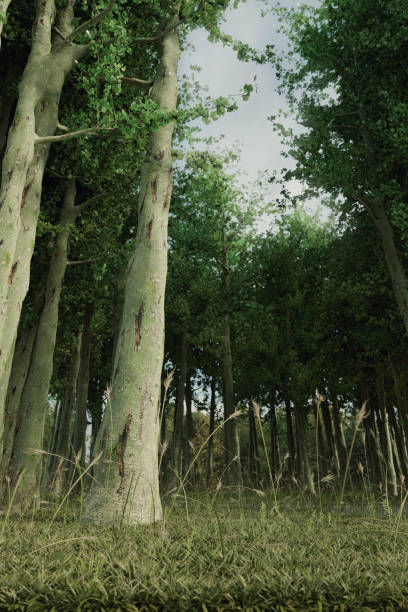 istock 3d rendering of forest aisle and high trees from low angle view 916994586