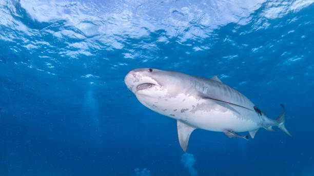 istock Tiger shark at Bahamas 916994828