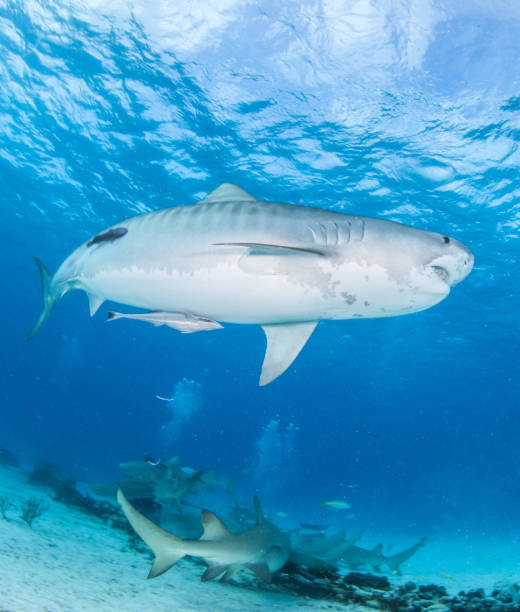 istock Tiger shark at Bahamas 916994978