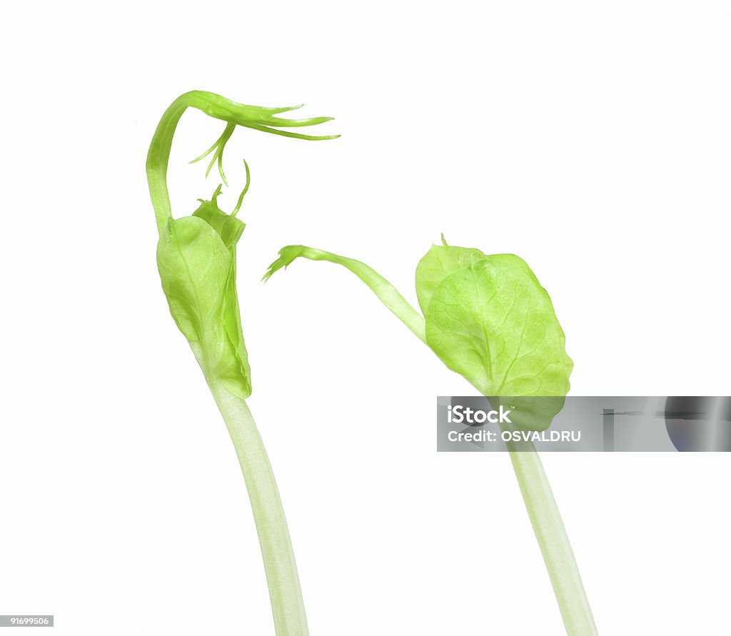 Гороховый Почка-стадия развития растения - Стоковые фото Без людей роялти-фри