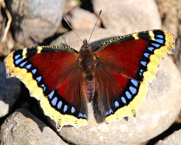 istock A Mourning Cloak butterfly rests on rocks 916995496