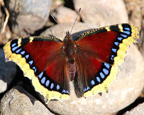 A Mourning Cloak butterfly rests on rocks.