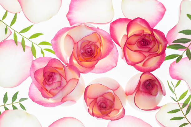 Pink rose flowers blossoms floral background stock photo