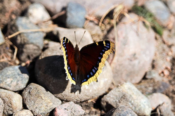 istock A Mourning Cloak butterfly rests on rocks 916995528
