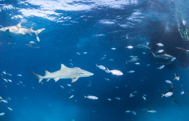 istock Lemon shark at Bahamas 916995576