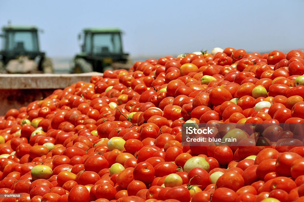 Tomato crop Container with ripe tomatos on background of sky and tractors Cargo Container Stock Photo