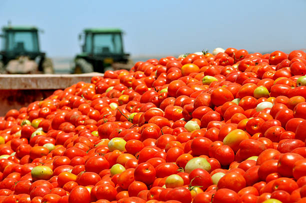 Tomato crop stock photo