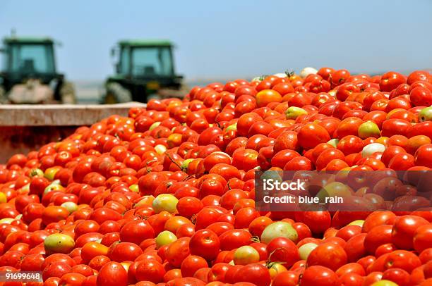Tomato Crop Stock Photo - Download Image Now - Cargo Container, Tomato, Agriculture