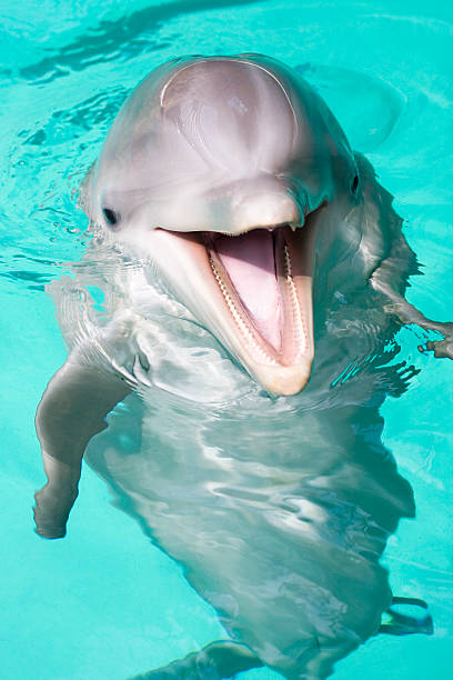 golfinho feliz - dolphin aquarium bottle nosed dolphin smiling - fotografias e filmes do acervo