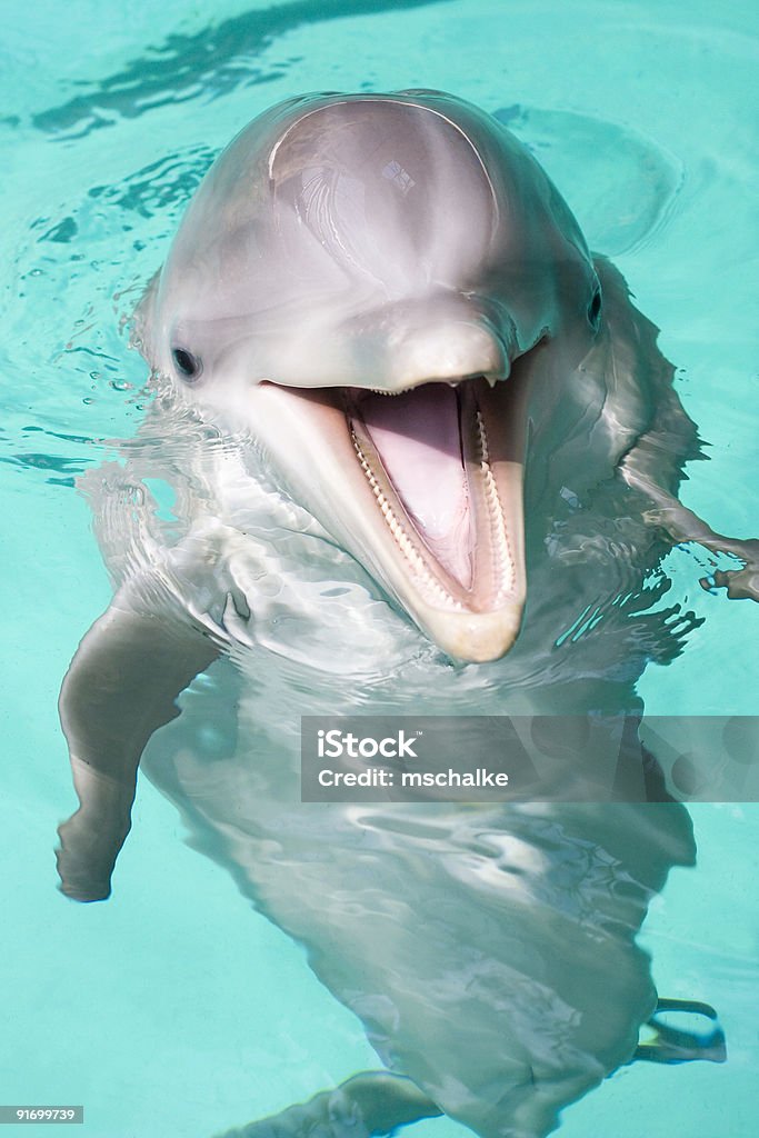 Счастливый bottlenose dolphin - Стоковые фото Дельфин роялти-фри