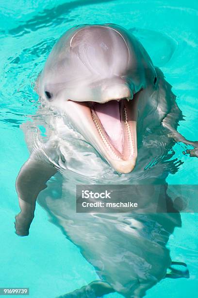 Счастливый Bottlenose Dolphin — стоковые фотографии и другие картинки Дельфин - Дельфин, Животное, Милый