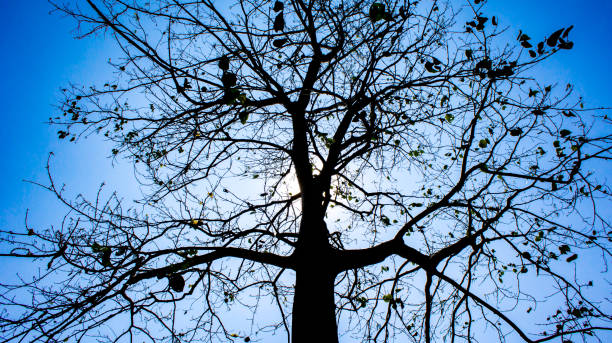 Stem tree on rise up view on sky blue is beauty