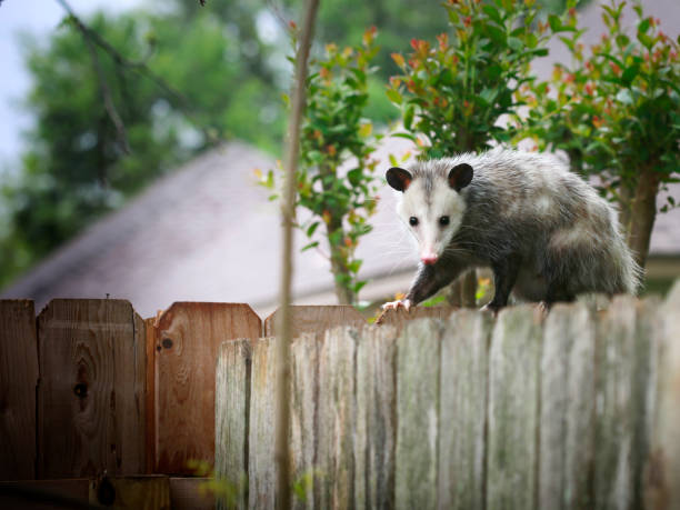 Opossum Common Opossum walking on new backyard fence opossum stock pictures, royalty-free photos & images