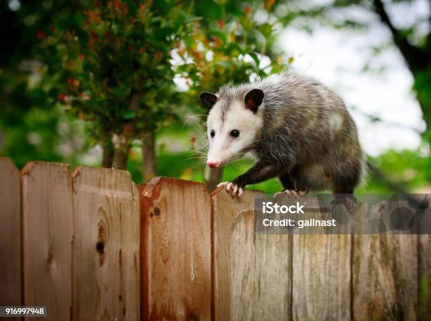 Opposum Stock Photo - Download Image Now - Virginia - US State, Possum, Opossum