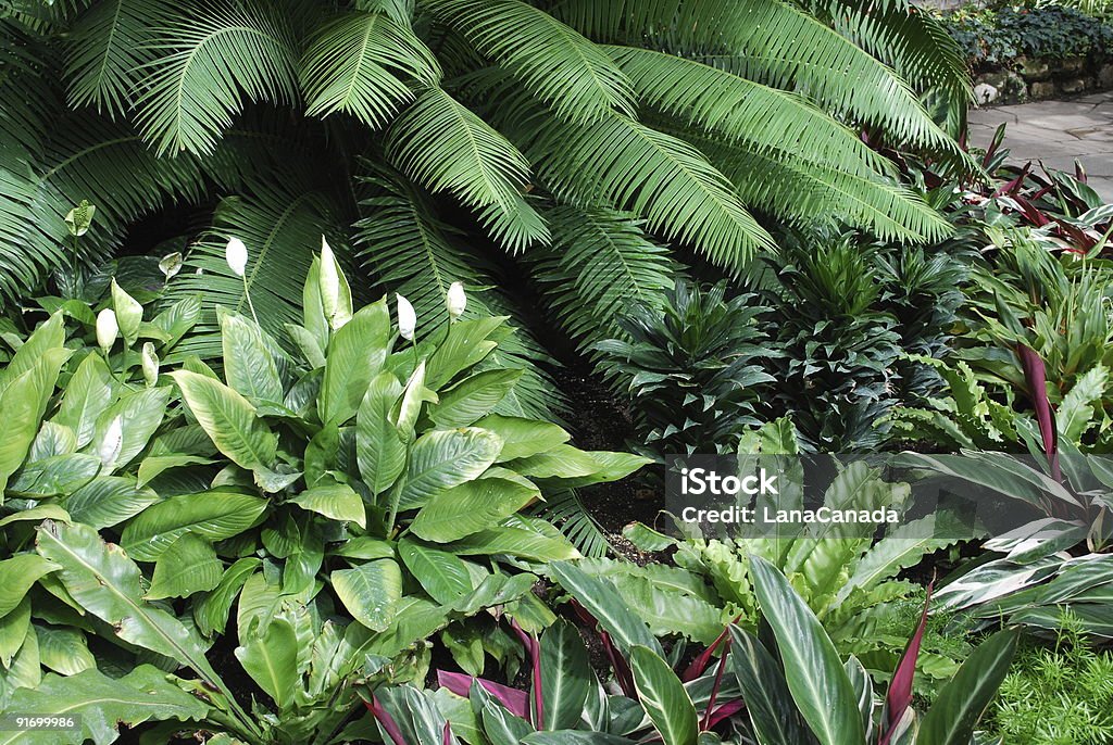 Tropisches Grün Haus Garten in Toronto - Lizenzfrei Tropisch Stock-Foto