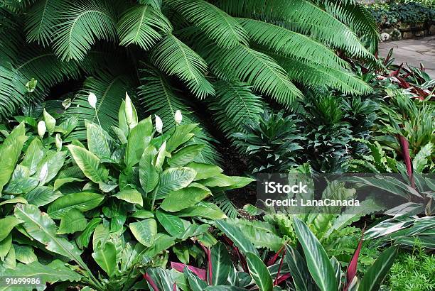 Tropisches Grün Haus Garten In Toronto Stockfoto und mehr Bilder von Tropisch - Tropisch, Blumenbeet, Gartenanlage