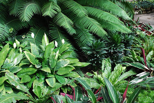 Elephant's Ears Leaves (Alocasia macrorrhizos 'Metallica'), Venezuela