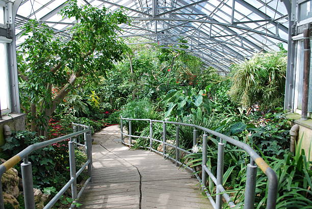 Greenhouse Tropical Garden in Toronto  ornamental garden palm tree bush flower stock pictures, royalty-free photos & images