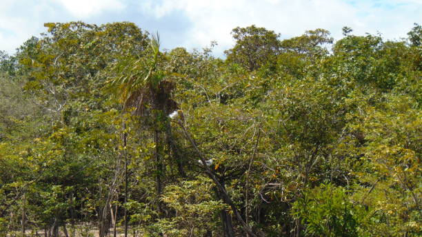 istock ALTER OF CHAO-AMAZONIA-TAPAJOS-PARA-BRAZIL 917001076
