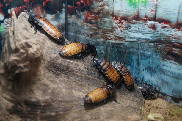 istock Cockroaches on the wood 917001190