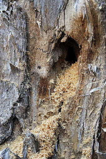 The sawdust in the entrance of a carpenter ant nest.