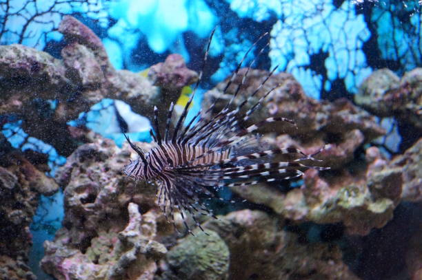 Zebra fish in the fish tank Zebra fish in the fish tank with blue light pterois antennata lionfish stock pictures, royalty-free photos & images