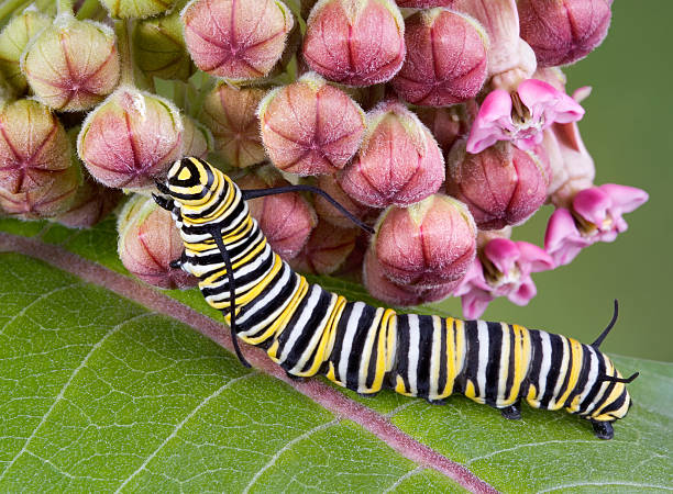 Monarch caterpillar on milkweed  milkweed stock pictures, royalty-free photos & images