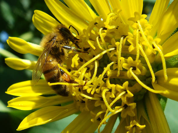 istock Honeybee and flower stamen 91700307