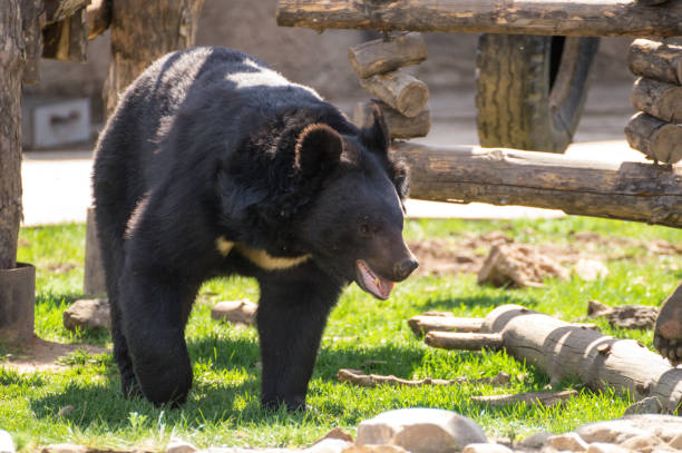 bear del himalaya - izhevsk fotografías e imágenes de stock