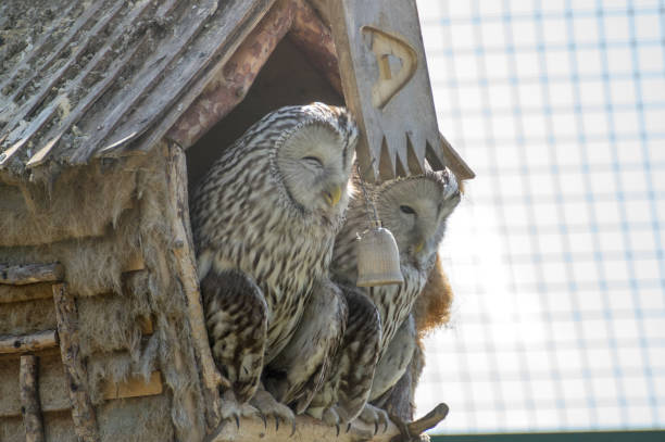 istock Owls at the farm 917003460
