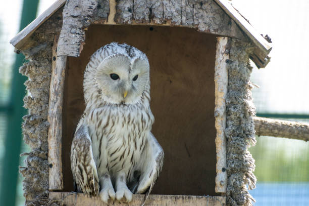 istock Owl at the farm 917003732