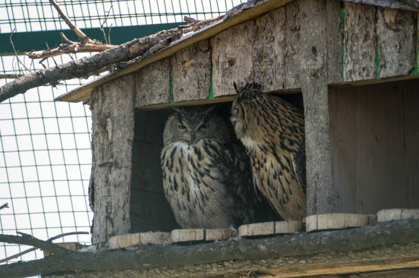 istock Owls at the farm 917003736