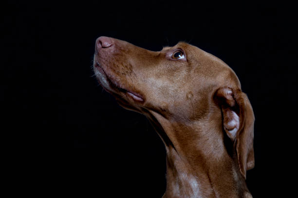 Portrait of a Magyar Vizsla also called Shorthaired Hungarian Pointer in studio in front of black background