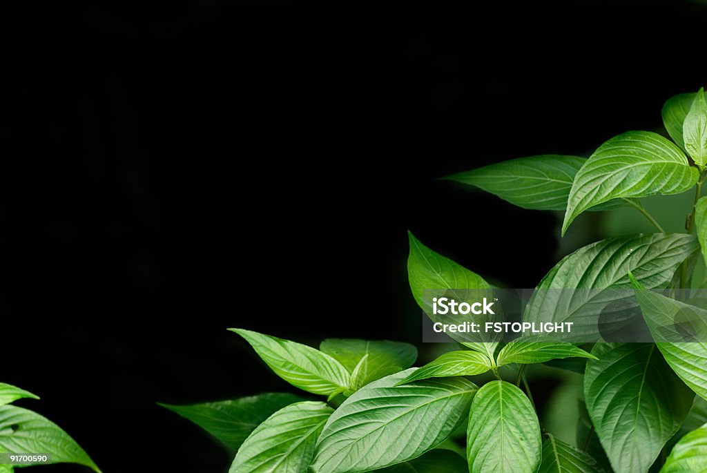 Grüne Blätter mit schwarzem Hintergrund - Lizenzfrei Schwarzer Hintergrund Stock-Foto