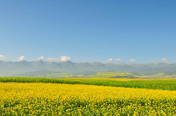 Champ de colza - Photo