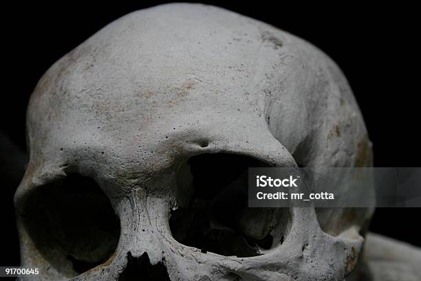 Crânio Humano - Fotografias de stock e mais imagens de Anatomia - Anatomia, Antigo, Arcaico