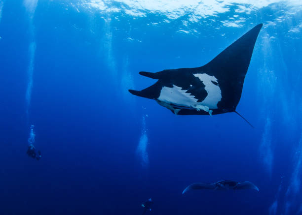 istock Black Manta at Socorro 917007858