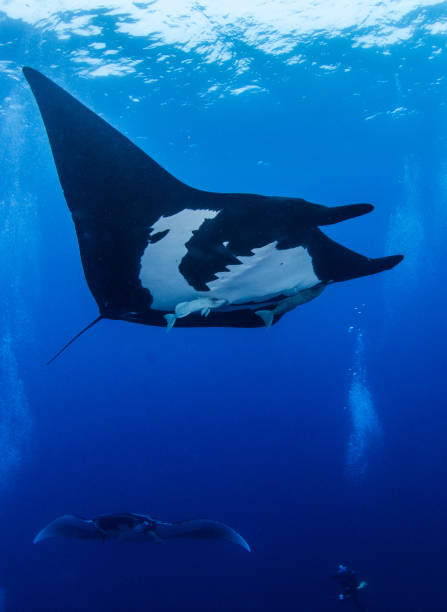 istock Black Manta at Socorro 917007932