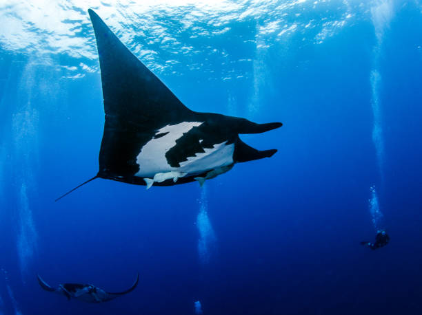 istock Black Manta at Socorro 917008012