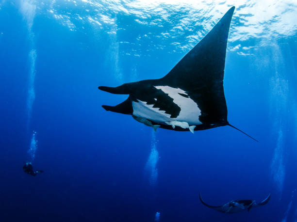 Black Manta Ray at Socorro Island