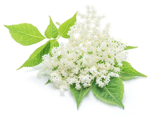 istock Elderberry flowers. 917008226