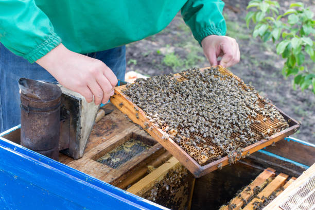 istock Beekeeper holding a frame of honeycomb with bees 917008238