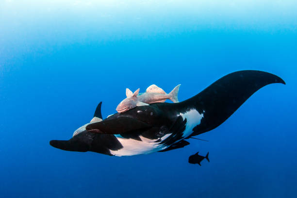 istock Black Manta Ray at Socorro Island 917008318