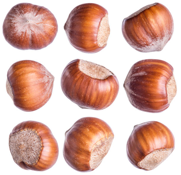 istock Hazelnut or filbert. Collection of different angle of views. 917008346