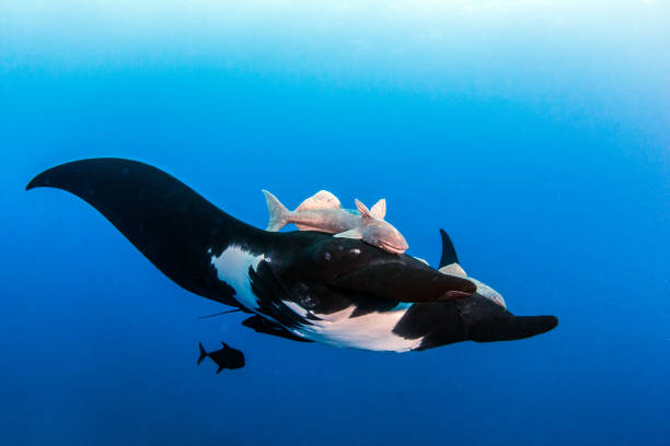 Black Manta Ray at Socorro Island